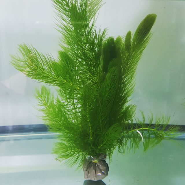  Hornwort aquarium  plant Shopee Philippines