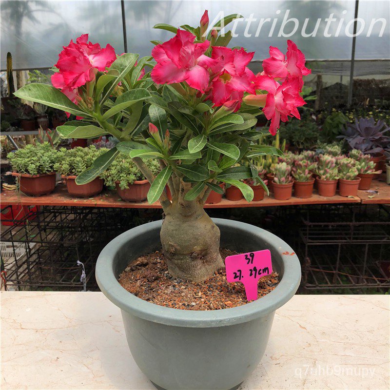 adenium obesum seeds desert rose perennial flower garden bonsai plant ...
