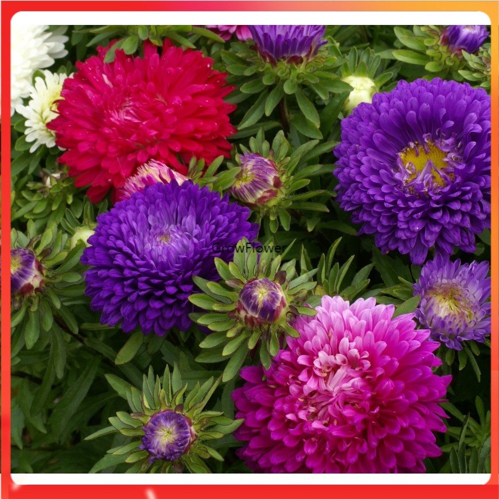 Aster Colour Carpet Flower Garden Seeds 10PCS | Shopee Philippines