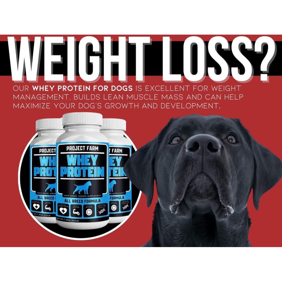 Is It Ok To Give Dogs Whey Protein