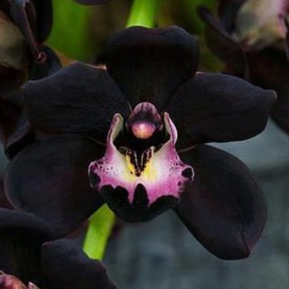 100pcs Rare Black Faberi Orchid Flower Seeds Cymbidium Home Garden Bonsai Decor #2