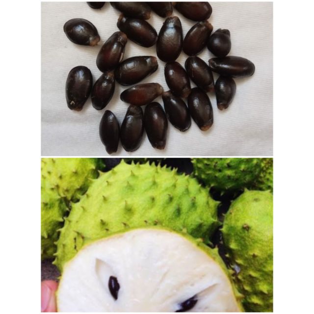 Guyabano Soursop Seeds Shopee Philippines