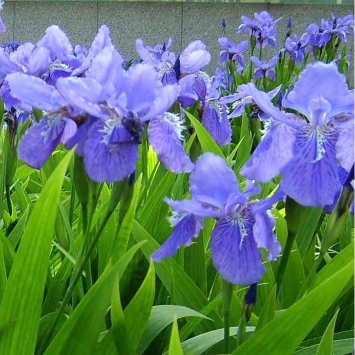 Ready Stock 100% Original Blue Iris Lactea Flower Seeds 100 Pcs Plant