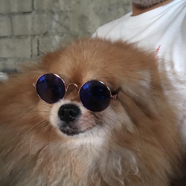 pomeranian with sunglasses