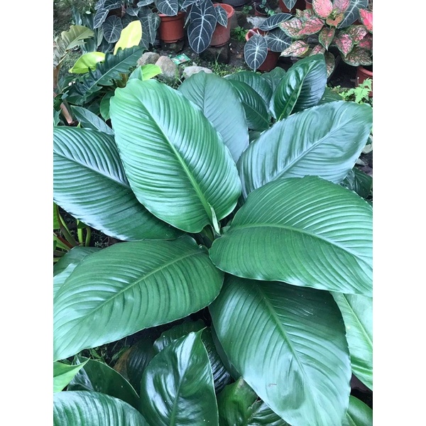 Sensation (Giant and Dwarf) Shopee Philippines