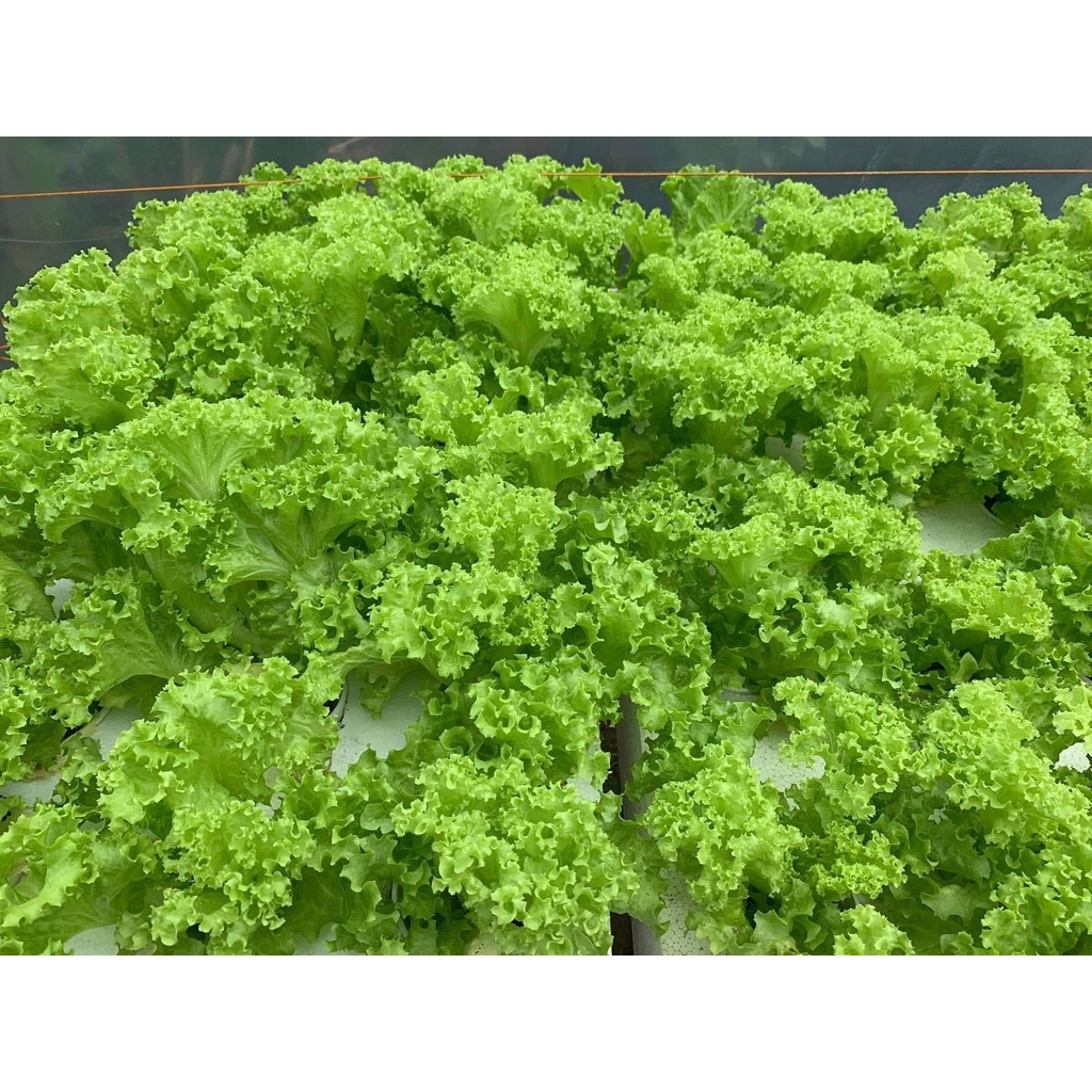 Hydroponics Lettuce Seeds Invicta Batavia, Dabi, Evelyn and Lalique