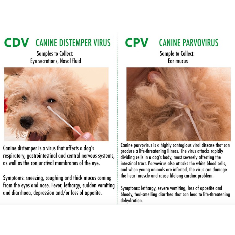 Canine Distemper/Parvo Virus Test Kit 