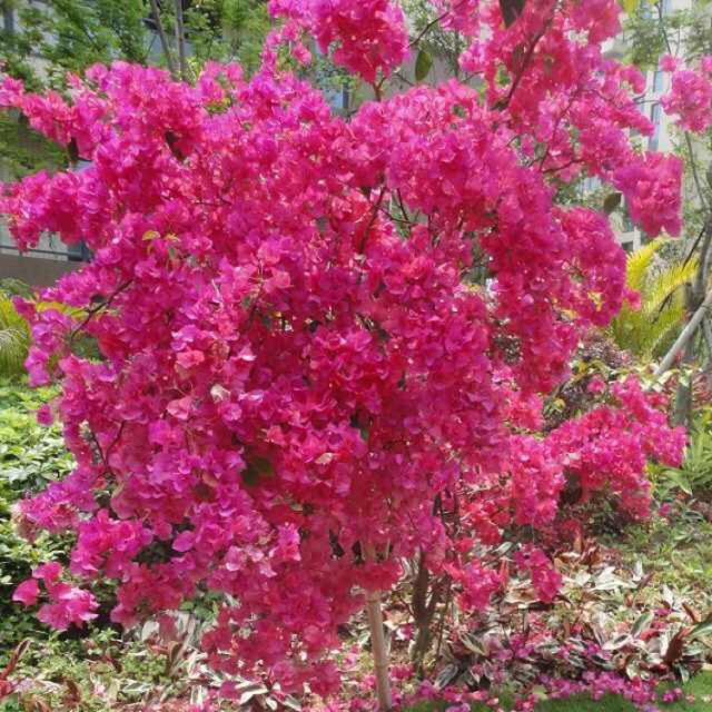 Sallyyou123 store logo