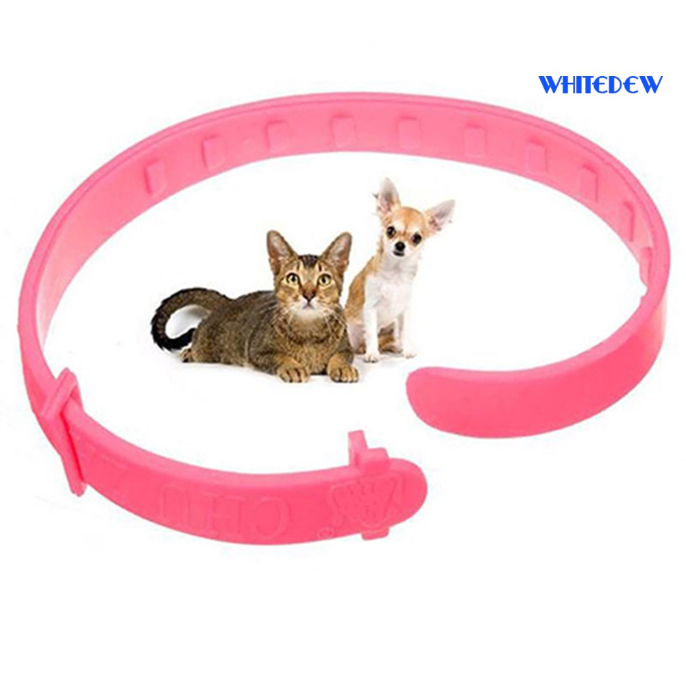 dog collar shop near me