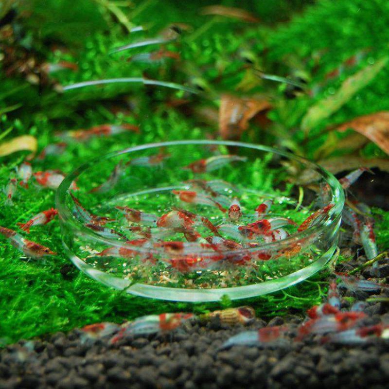 Glass Fish Tank Aquarium Food Feeding Disk Fish Shrimp Bottom