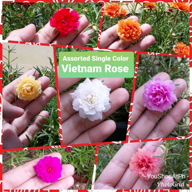 100 Vietnam Rose Seeds L Easy To Grow Seeds L Halo Halo Na Sa Container Read Product Details Shopee Philippines