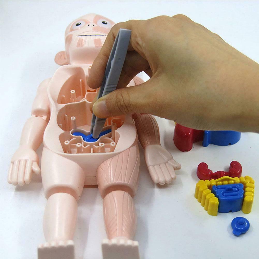 Human Body Anatomy Toy Preschool Educational Organ DIY Assembled Toys for Kids 