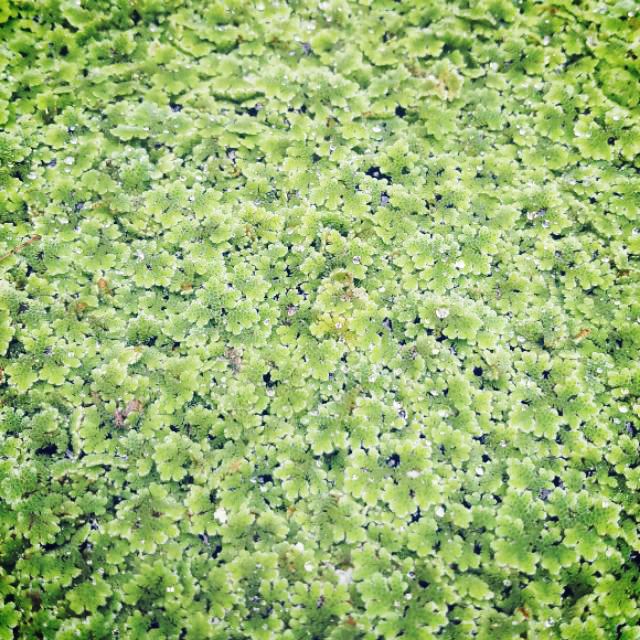 azolla filiculoides floating plant for ponds, aquarium and