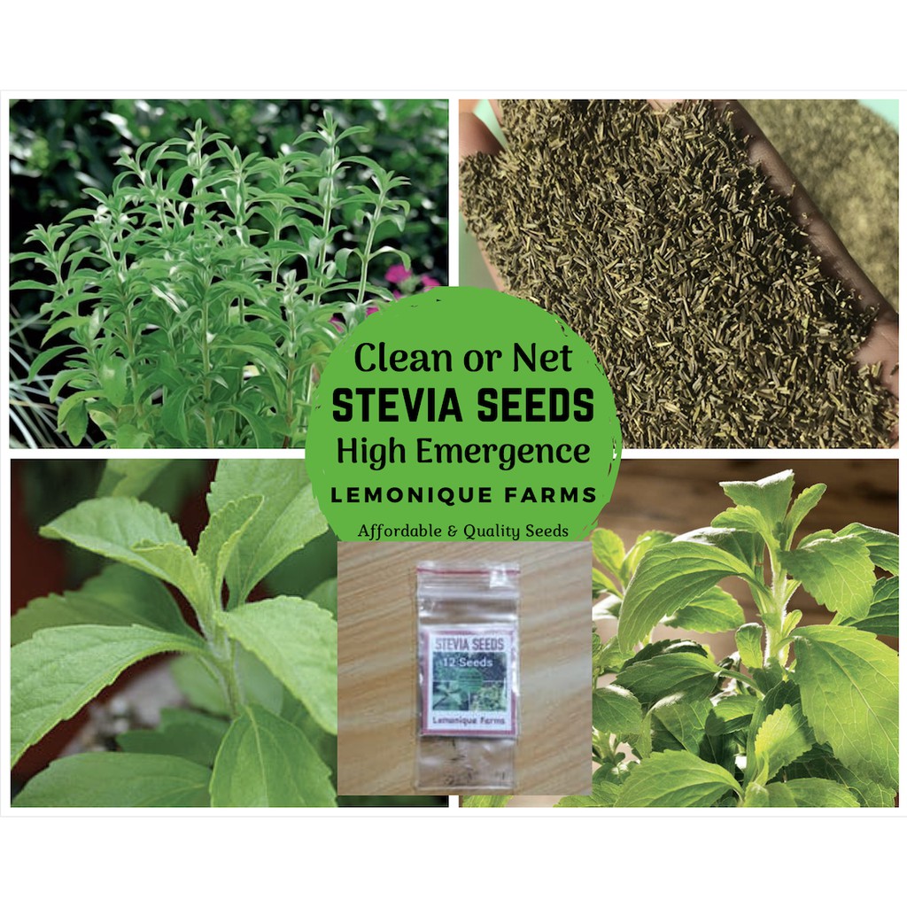 stevia plant seeds