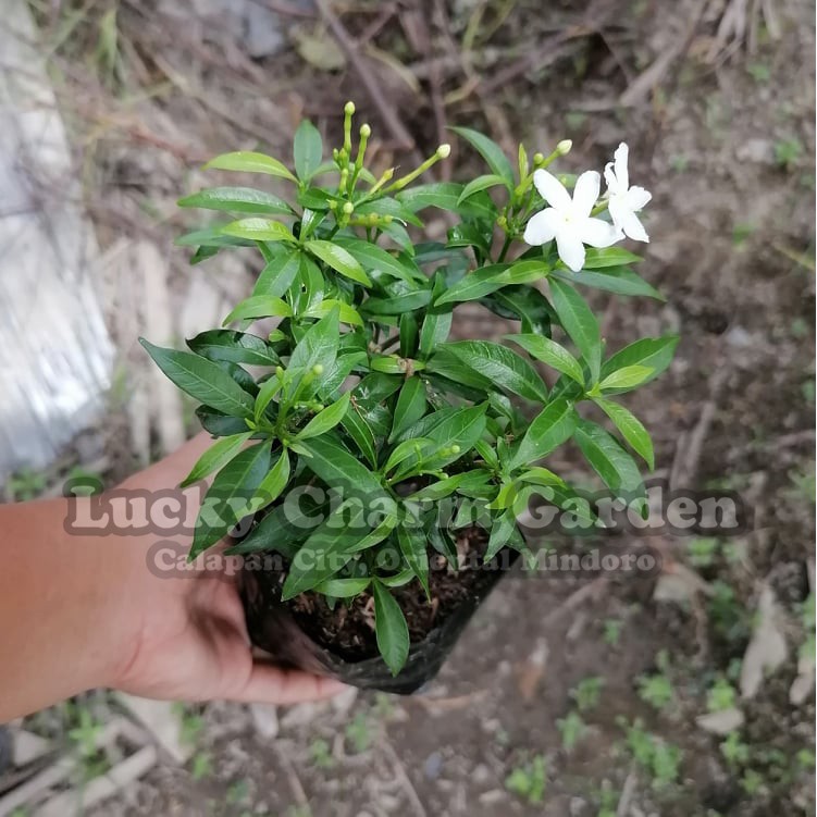 kampupot-flower-images-best-flower-site