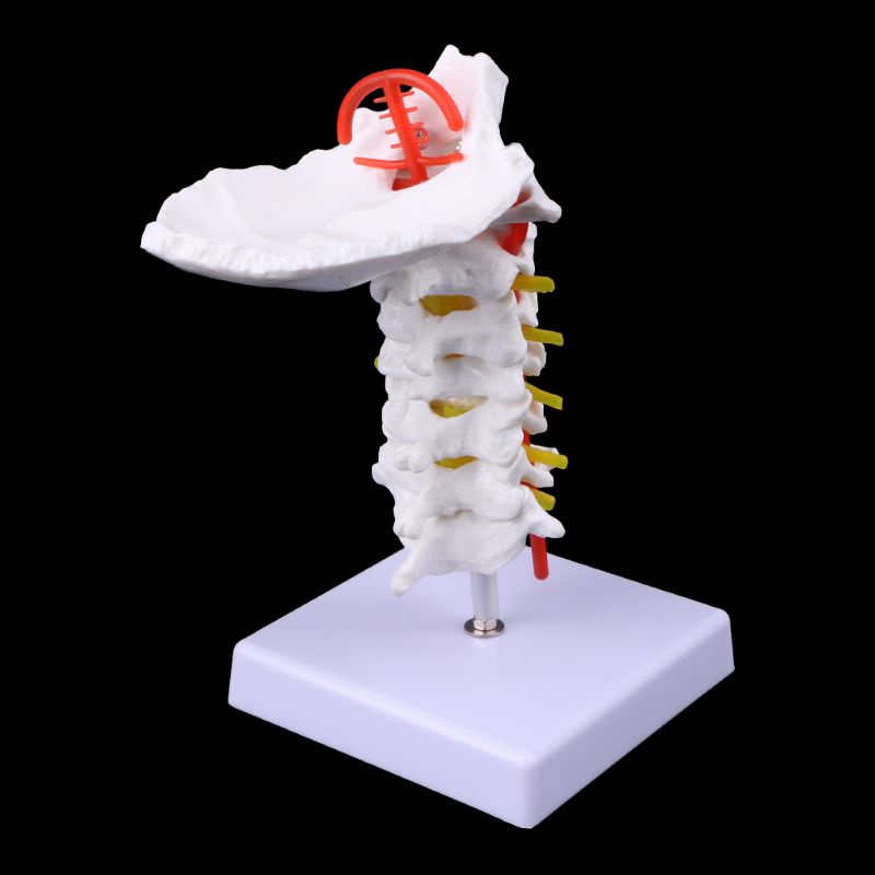 Dudu Cervical Vertebra Arteria Spine Spinal Nerves Anatomical Model ...
