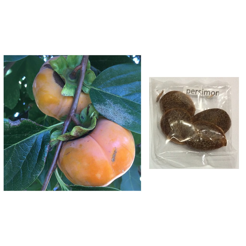 Persimmon Fruit Tree Seeds Shopee Philippines