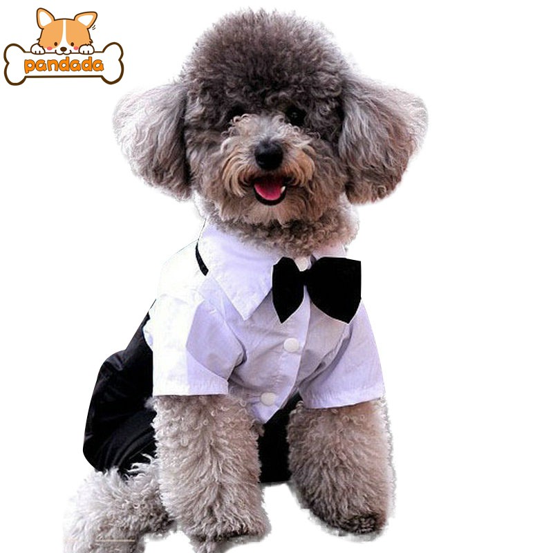 puppy suit and tie