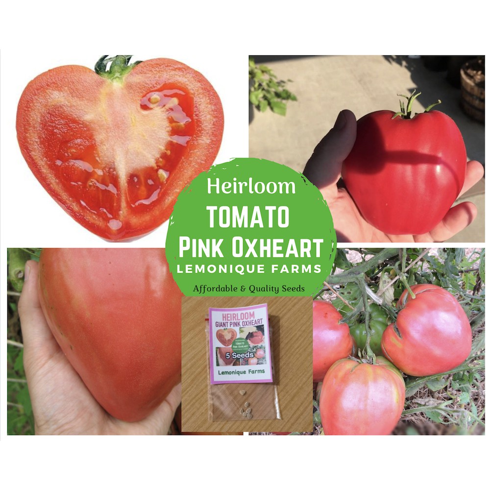 Heirloom Tomato Seeds Oxheart Pink Tomato Heirloom Seeds Non Gmo