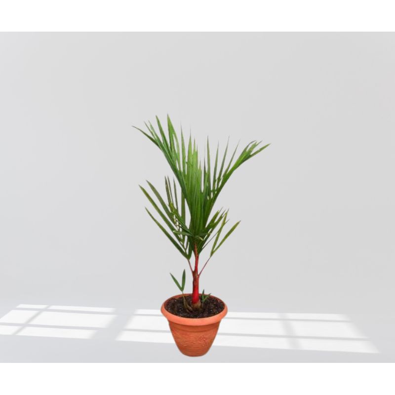 Red Lipstick palm tree seed Shopee Philippines