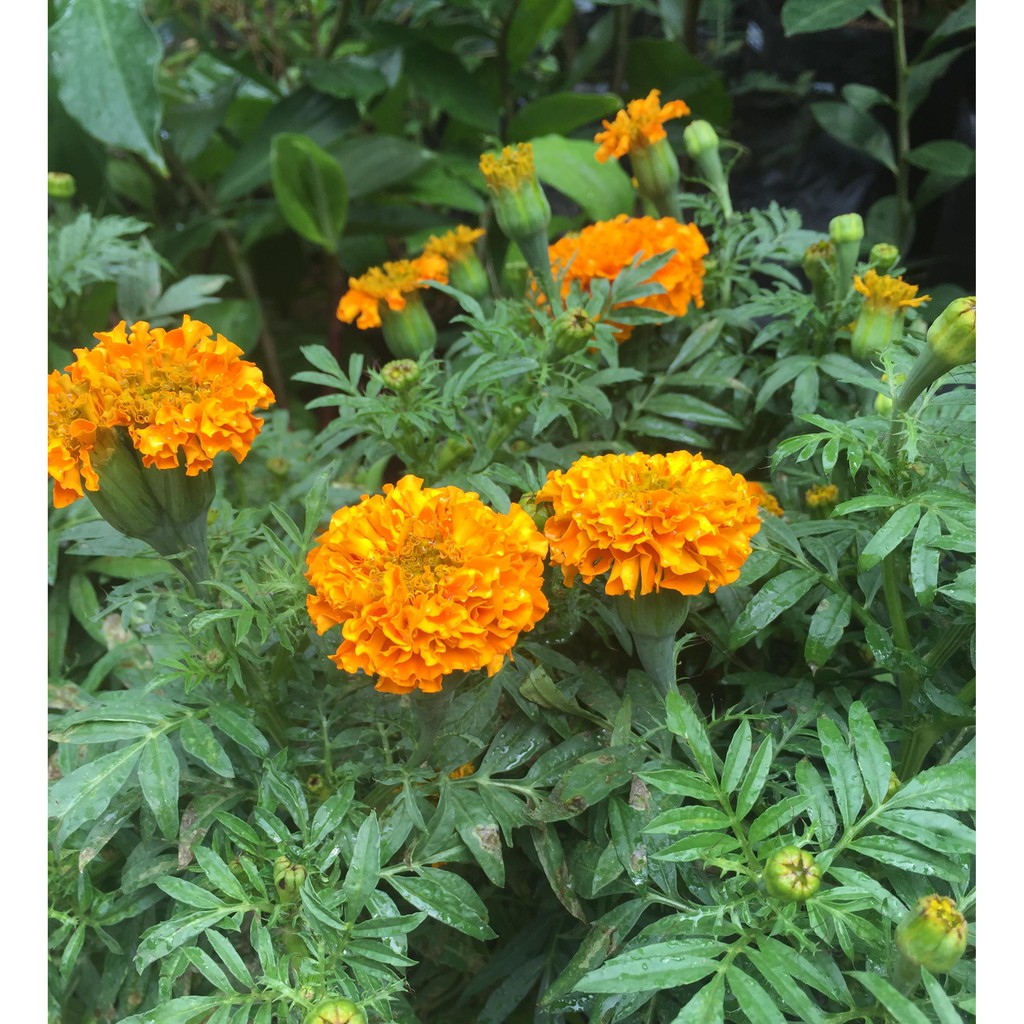 Flowers That Grow In The Philippines Best Flower Site