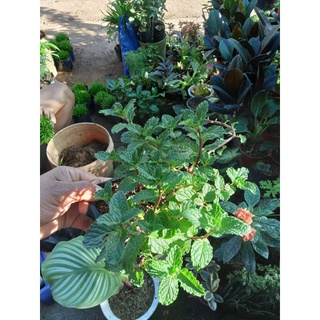 Available live plants (Herbs) #1