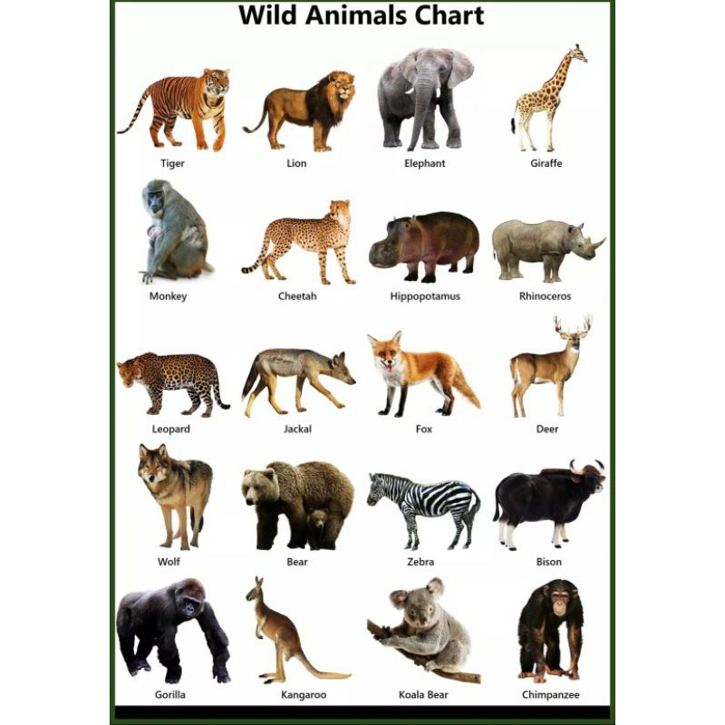 Wild Animals Charts for kids(teacher pher) | Shopee Philippines