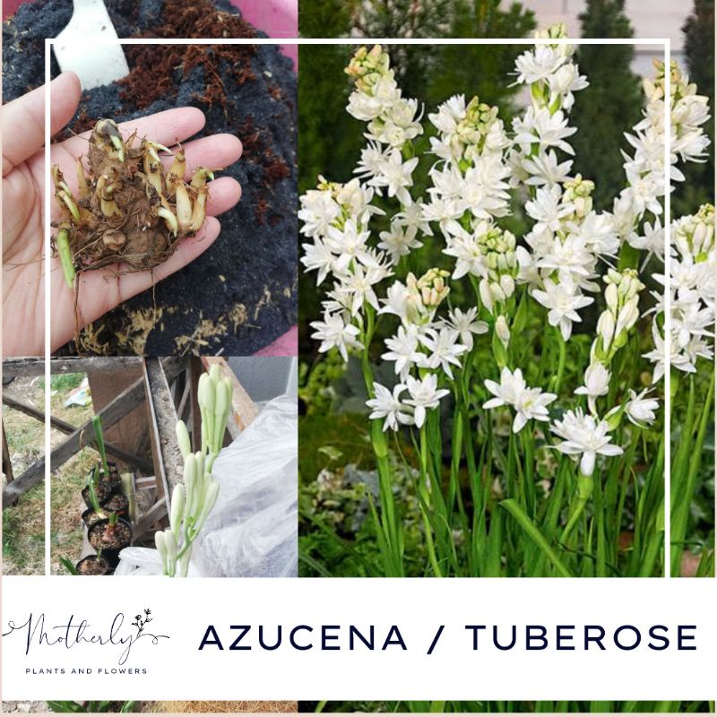 Azucena Tuberose Flower Plant Bulb | Shopee Philippines