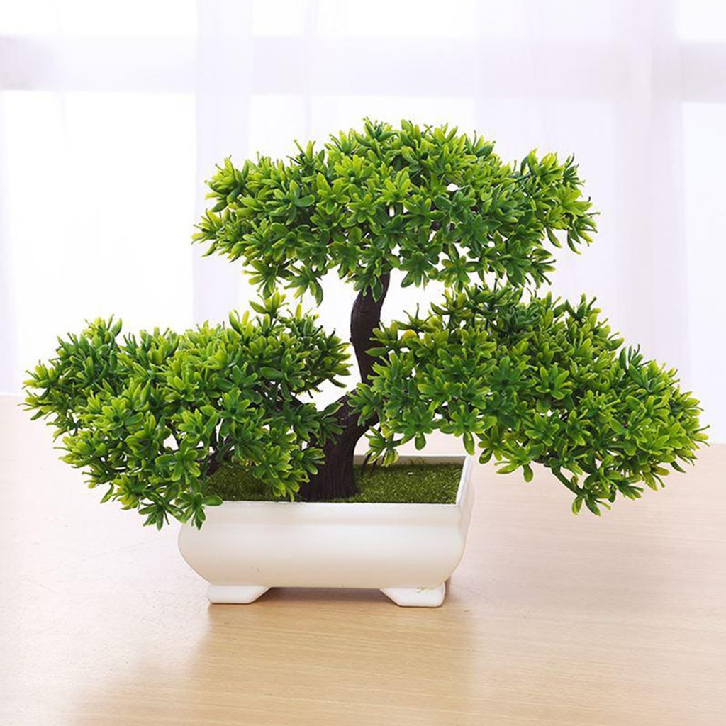 Pot Bonsai Semen Shopee Indonesia
