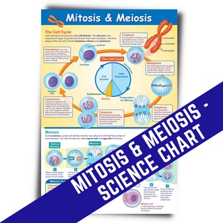 MITOSIS AND MEIOSIS POSTERS CHARTS I ALL ABOUT SCIENCE CHARTS, A4 Size ...