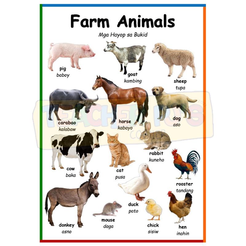 Farm Animals A4 Size Thick Laminated Educational Wall Chart for Kids |  Shopee Philippines