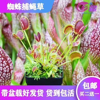 Catchfly-003ABase direct sales [Spider Venus flytrap] carnivorous plant pitcher plant mosquito repel