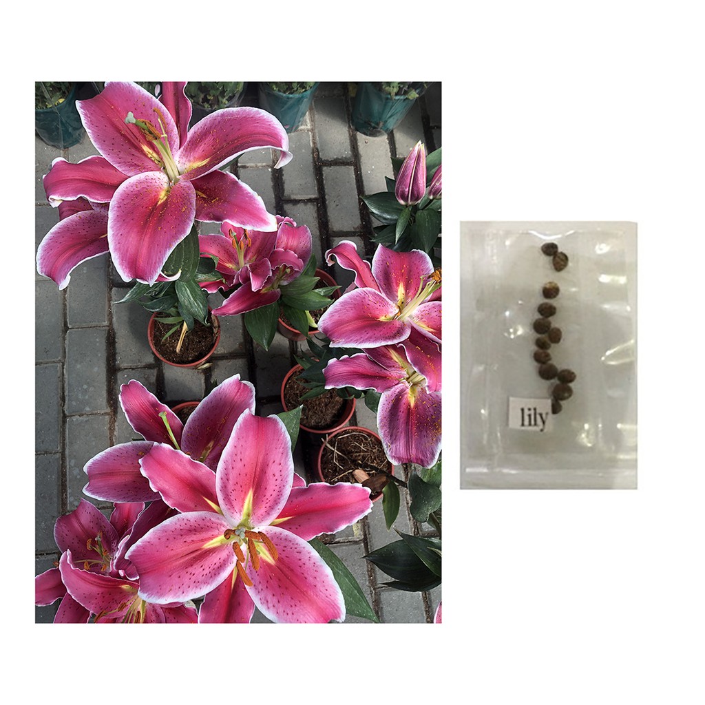 stargazer lily seeds