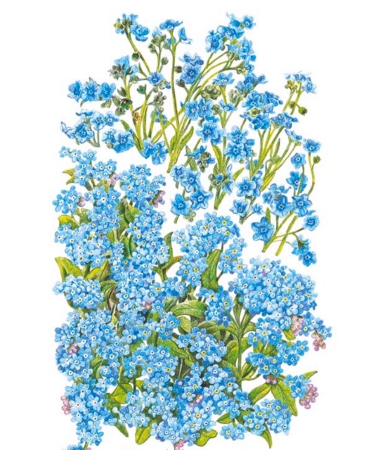 Forget Me Not Victoria Blue Flower Seeds Shopee Philippines