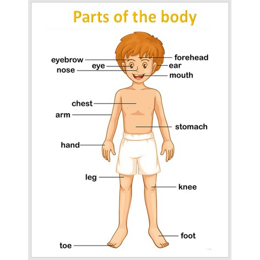 Laminated Charts Parts of the body, Educational chart for kids (size 8