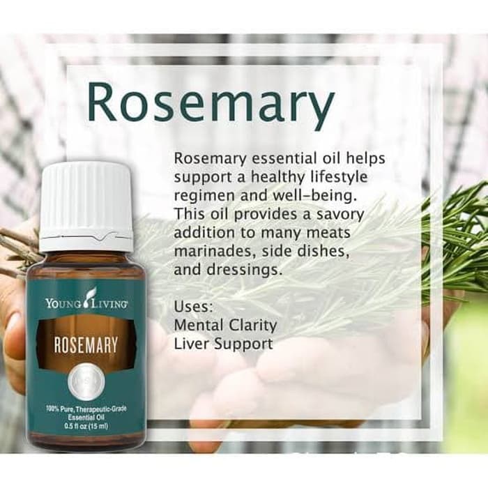 Rosemary Essential Oil 15ml Yl Yleo Guaranteed Ori Original 100 Shopee Philippines