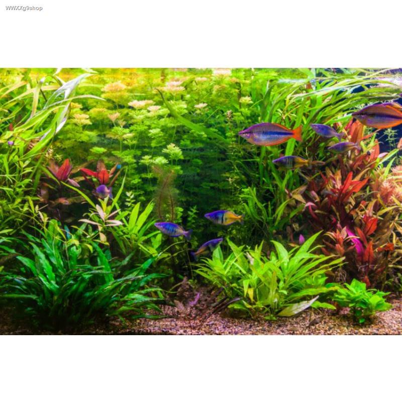 Aquatic Live Plants for Aquarium (sold per bundle) Shopee Philippines