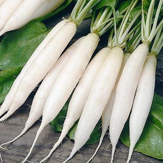 Labanos Seeds - White Radish Seeds | Shopee Philippines