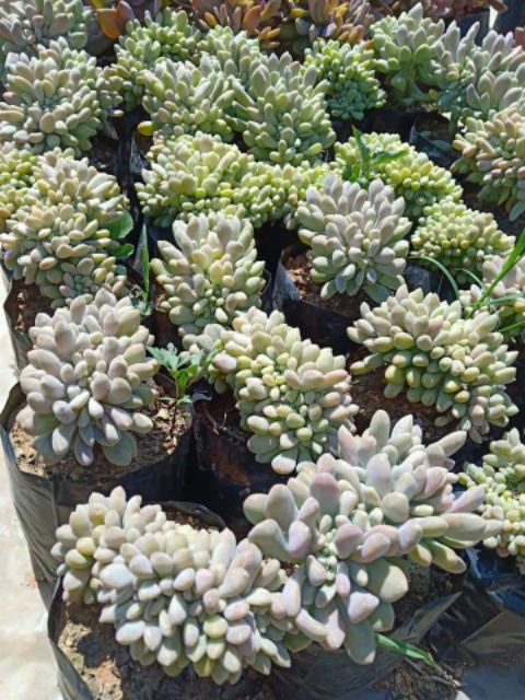 Crested Moonstone Succulents Shopee Philippines