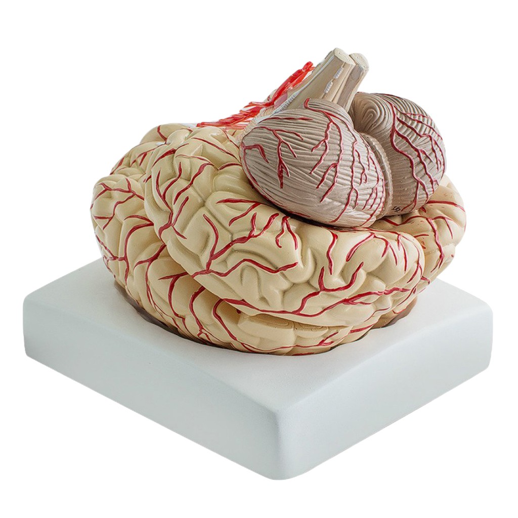 Brain Model Anatomy Professional Dissection Organ Teaching Studying ...