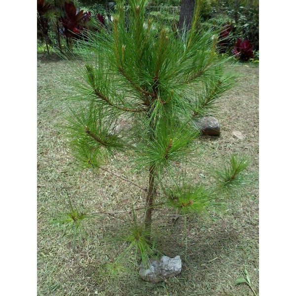 Benguet Pine Tree Seed Baguio Pine Tree 6 Seeds Shopee Philippines