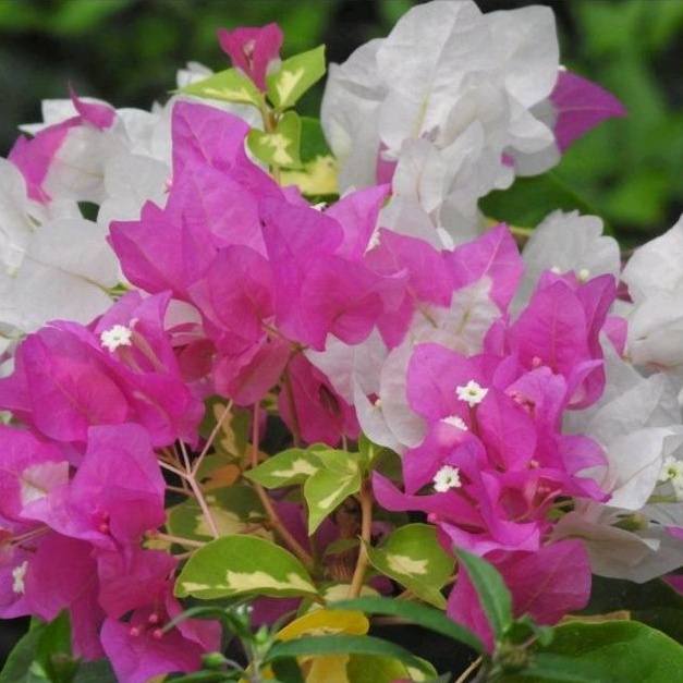 bougainvillea Mr. and Mrs. CUTTINGS ONLY | Shopee Philippines