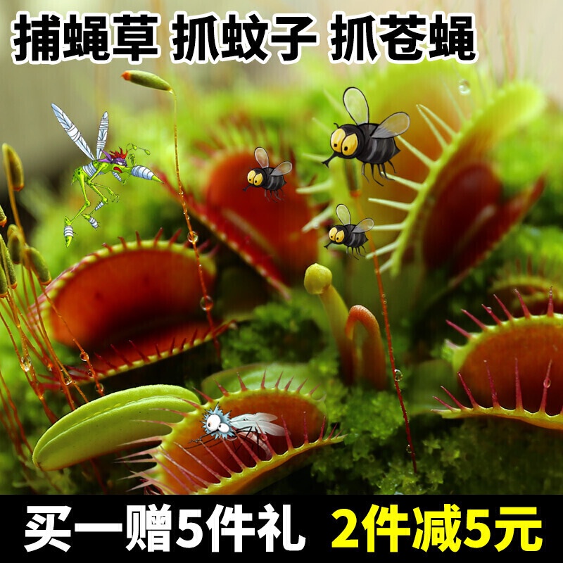 Dionaea Muscipula Potted Herbivorous Flower Seedling InsectEating