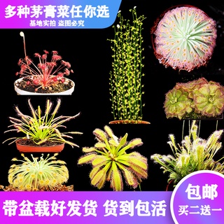 Base direct sales [various sundew] carnivorous plant pitcher plant Venus flytrap mosquito repellent
