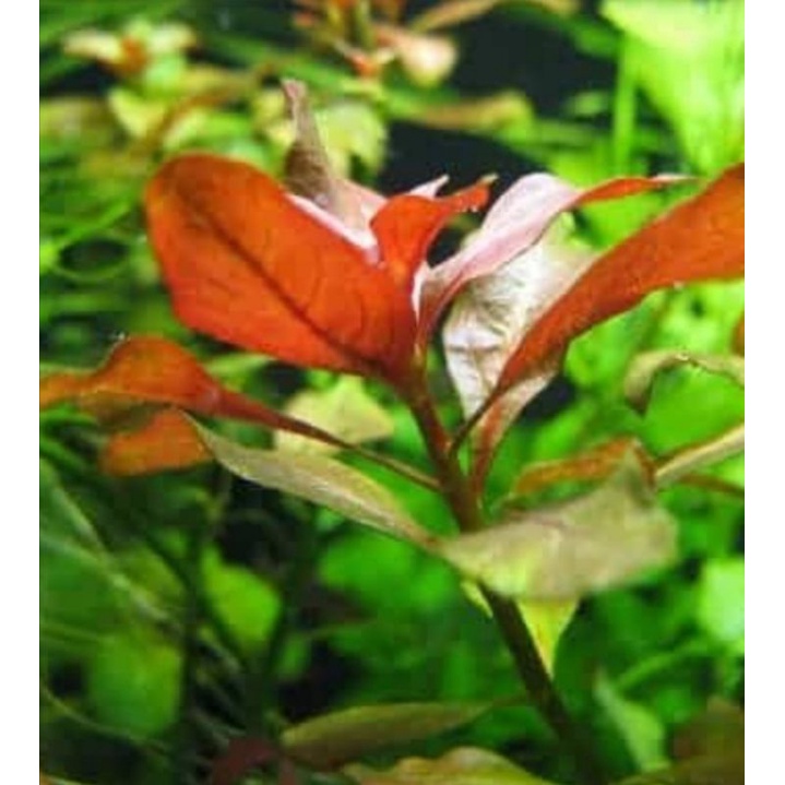 ludwigia repens emersed