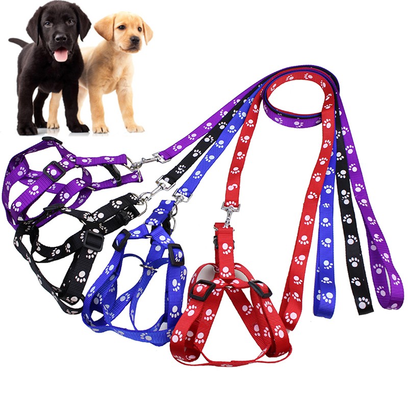 small dog harness and lead