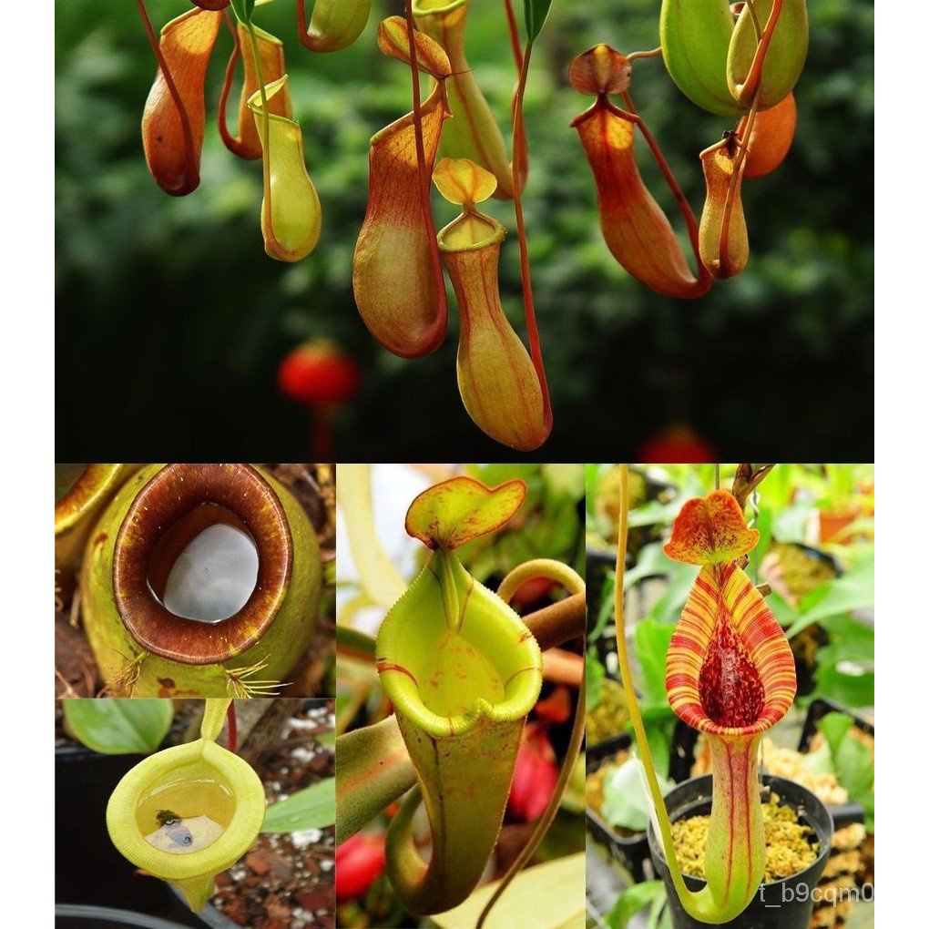 High quality seeds 50Pcs Rare Nepenthes Mira Seeds Pitcher Plant Seeds