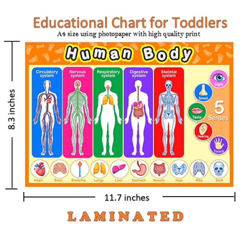 A4 Laminated Human Body Chart Shopee Philippines 