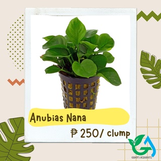 Anubias Nana - Aquatic Plants