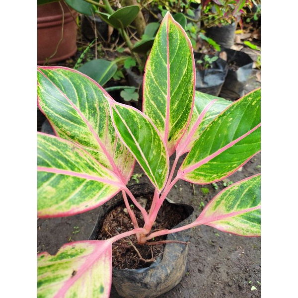 Aglaonema Pink Siam Aurora (Live) | Shopee Philippines